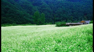 봄날은 간다 , 야상곡 (夜想曲) , 봄이 오면 / 김윤아