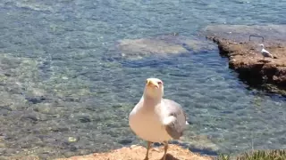 Evil seagull laughing