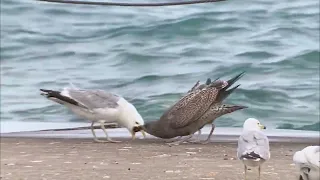 California x Herring Gull hybrid feeding chicks in Chicago, IL