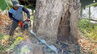 Full of surprise !! Cut down 2 leaning trees on the edge of the river.