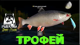 Русская рыбалка 4.🎣 ТРОФЕЙ ГОЛЕЦ АРКТИЧЕСКИЙ 13,455 кг. ГДЕ и НА ЧТО 👀