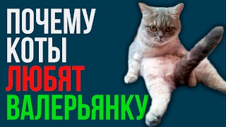 ПОЧЕМУ КОТЫ ЛЮБЯТ ВАЛЕРЬЯНКУ