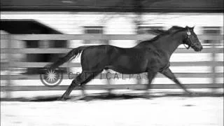 Man o' War  'Big Red'  celebrates his 29th  birthday by romping in his faraway fa...HD Stock Footage