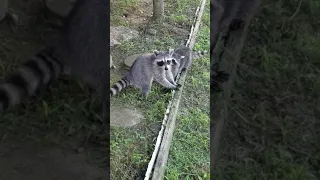 Love at first sight! Raccoon style!