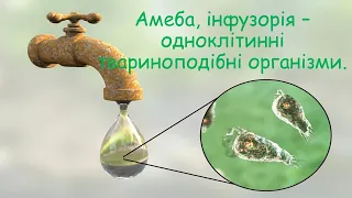 Амеба, інфузорія – одноклітинні твариноподібні організми