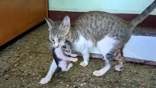 Mama Cat Carrying Baby Kittens in her Mouth. Kittens meowing loudly.