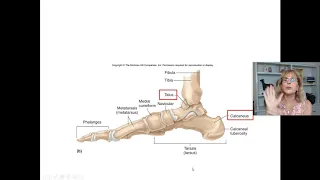 Lab 4 - Part 4 - Bones of the pelvis and leg