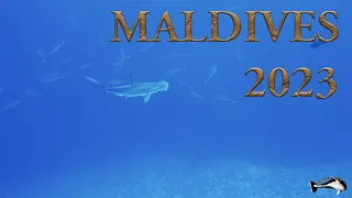 Maldives 2023 - Fuvahmulah and Suvadiva Atolls - Diving Underwater