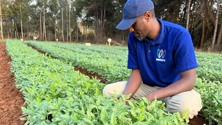 Cowpeas/ Kunde/ Thoroko Farming