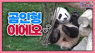 (SUB) Baby Pandas Receive A Lot Of Love From Mommy🐼│Panda World
