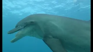 Best dive with a dolphin family - El Quseir, Egypt 2021