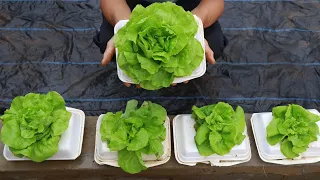 new idea |growing lettuce in styrofoam boxes at home