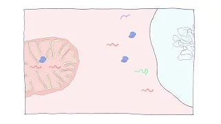 Synchronized Mitochondrial and Cytosolic Translation