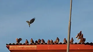 НИКОЛАЕВСКИЕ ГОЛУБИ:( первая поездка за красными голубями)