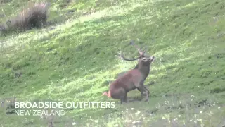 Big 12pt Red Stag Kill Shot, Roar 2016, New Zealand