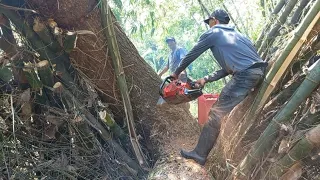 Parahhh‼️‼️‼️hampir kehabisan akal untuk nengevakuasi pohon Trembesi tumbang dirimbunan bambu duri