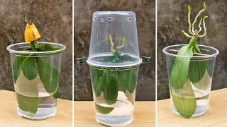Never throw away dead orchids after watching this! Growing Rootless Orchid In Water