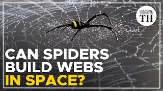 Can spiders weave webs without gravity?