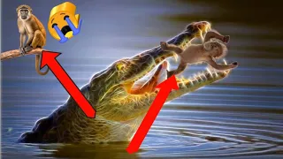 This Monkey Jumps Straight Into a Crocodile's Trap #crocodile #monkey #video