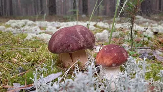 🍄🍄🍄 CRAZY MUSHROOM PICKERS! For Mushrooms in a DOWNPOUR! July mushroom harvest 2022