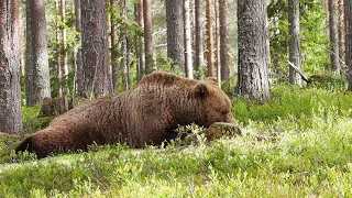 Jättimäinen karhu (Jogi) metsässä.