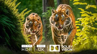 12K HDR 120fps Dolby Vision with Animal Sounds (Colorfully Dynamic)