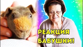 РЕАКЦИЯ БАБУШКИ НА МОРСКИХ СВИНОК! РЕАКЦИЯ ПИТОМЦЕВ НА БАБУШКУ! SvinkiShow