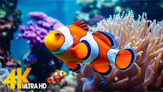 Aquarium 4K VIDEO (ULTRA HD) 🐠 Beautiful Coral Reef Fish - Relaxing Sleep Meditation Music #89