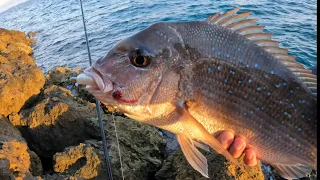 SOFT PLASTICS VS MICRO JIGS - Perth land based Fishing