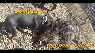 LARGE WILD BOAR / BÜYÜK CANAVAR / DOMUZ AVI.