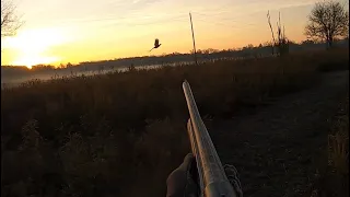 Ohio Public Pheasant Release (7 of 8 Birds down!)