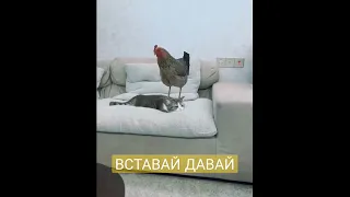 ДАВАЙ #ВСТАВАЙ! На работу пора! #Приколы с #котами и животными онлайн 2023 года.