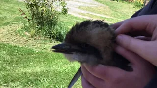 We Found a Baby Kookaburra! 🥺