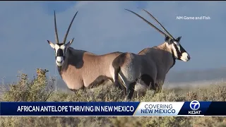 Celebrate New Mexico: The Oryx