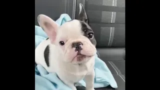 Funny and Cute French Bulldog Puppies Compilation #3 - Cutest French Bulldog