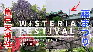 東京  亀戸天神社 藤祭り【20220424】/KAMEIDO TEN SHRINE WISTERIA FESTIVAL IN TOKYO