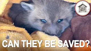 Part 2: Baby Foxes - Excitement to Tragedy to Hope