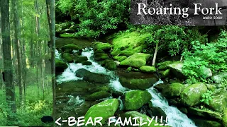 ROARING FORK MOTOR NATURE TRAIL Bears Playing in Great Smoky Mountain National Park