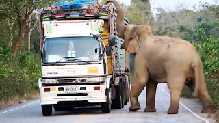 Wild Elephant Steals Sugarcane From Trucks