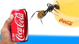 Experiment - Was passiert wen man Ameisen Coca Cola zu trinken gibt?