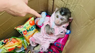 Monkey Diana hid food in a cardboard box so mother wouldn't find out