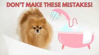 Common Mistakes When Giving Your Dog a Bath | How to Give a Pomeranian a Bath at Home