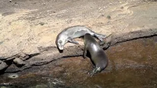 Hawaiian Monk Seals - RA36 wants to lay down next to Kaiwi