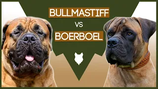 BULLMASTIFF VS BOERBOEL