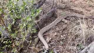 Proof rattlesnakes are not aggressive by nature