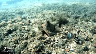 Blue Heron Bridge May 23rd 2024 #divinglife #divingday #puravudadivers #octopus