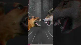 4 Dogs that can Defeat Wolves #shorts