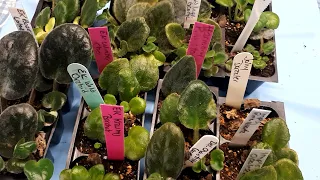 Planting babies stardard african violets.  On plante des bébés de violettes africaines standard.