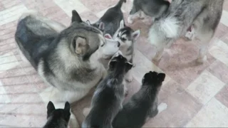 SIBERIAN HUSKY DAD PLAYING WITH HIS 9 PUPPIES FOR THE FIRST TIME | 6 WEEKS OLD!