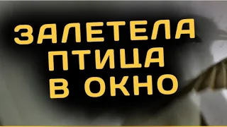 Залетела птица домой что делать? Что делать если в дом залетела птица.